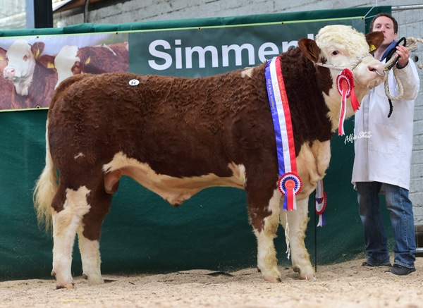 Male Champion Vallymount Gus €2900