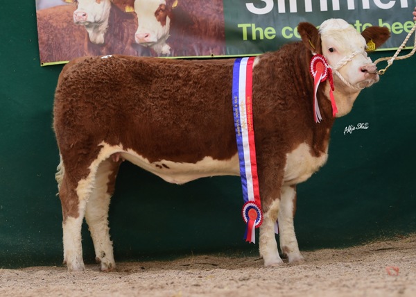 Female Champion Leeherd Girlie €2800