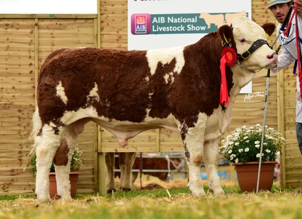 Junior Bull Calf Class Winner 'Clonagh General Almighty'