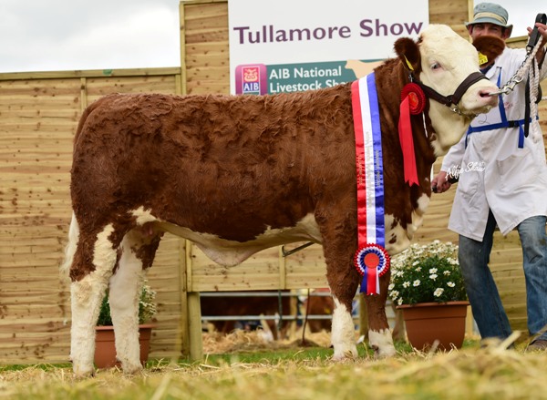 National Weanling Heifer Champion 'Clonagh Fame and Fortune'
