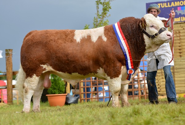 National Junior Bull Champion 'Clonagh Direct Debit'