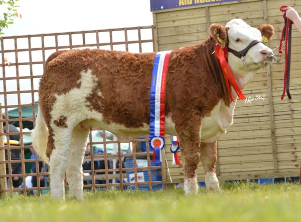 National Yearling Heifer 'Carbery Ellemay'