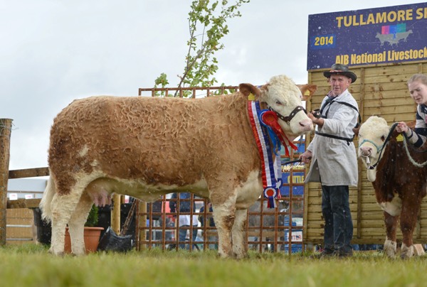 Reserve Female & National Junior Cow Champion 'Raceview Beauty Matilda'