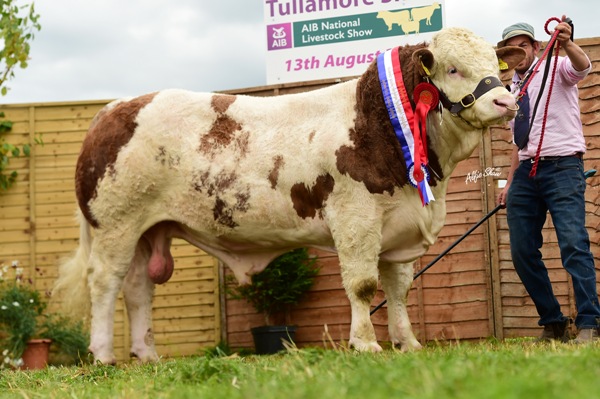 Tullamore Show 2017 National Simmental Junior Bull 'Clonagh Hardman'