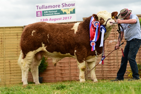 Tullamore Show 2017 Overall Reserve Simmental Champion 'Raceview Herman'