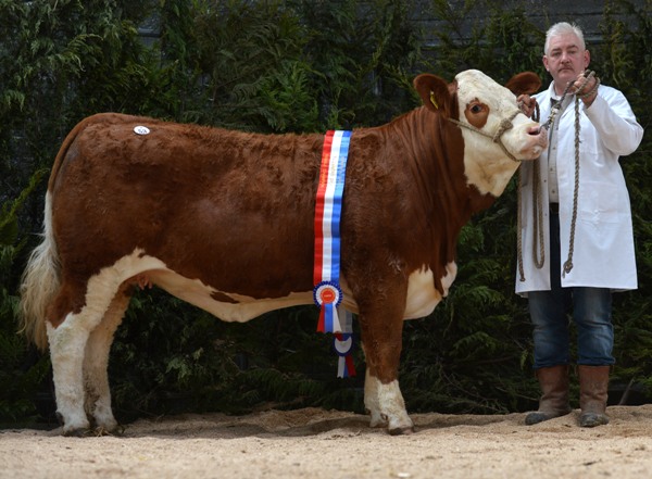 Champion Heifer 'Curaheen Calista' €3400