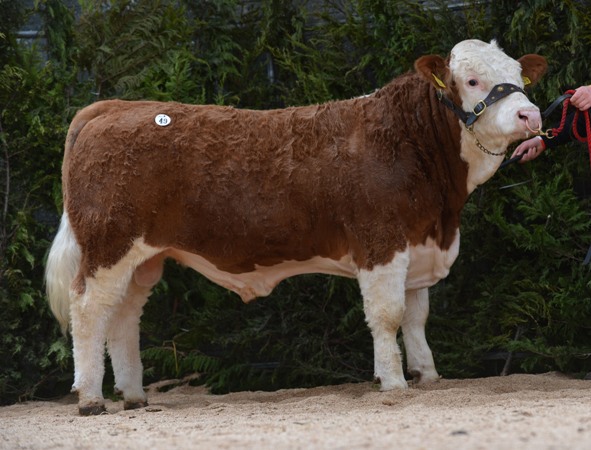 Lot 49 Clonagh Darling Boy €3500