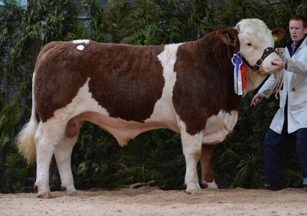 Reserve Champion Clonguish Danno €3500