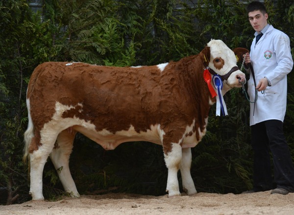 Reserve Female Mohona Diana €2850