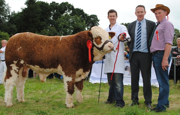 The Lakeland Dairies Sponsored North Eastern Club Senior Male Calf Champion 'Dermotstown Del Boy'