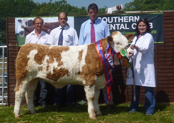 Barryroe September Heifer Champion, Reserve Overall Champion & Interbreed Calf Champion 'Raceview Dreamer Royal'
