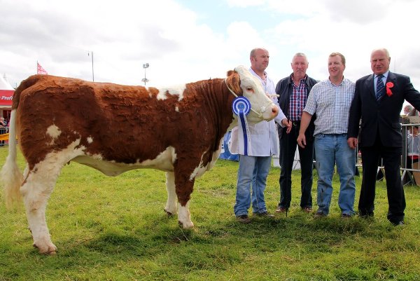The VK Agri Recycling National Simmental X Maiden Heifer Reserve Champion at Bonniconlon Show pictured with Declan Oates Owner, Vincent Kearney Sponsor, Gerry Lenehan Chairman Western Simmental Club & Harold Stubbs Judge