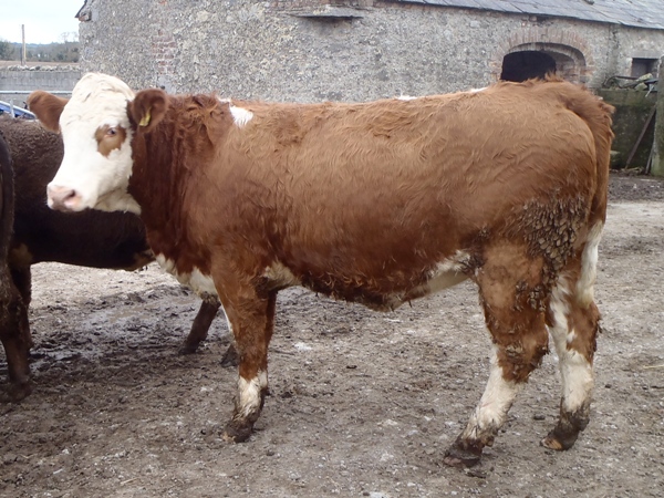 Flying Trade for Simmental X Breeding Heifers at Carnaross Mart - Irish ...
