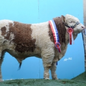 Lot 011 National Yearliing Champion Bull 'Rabawn Bruce Almight' €4000