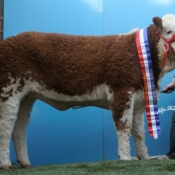 Lot 084 Tulla Blossom €4900 'Yearling Heifer Champion'