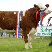 raceview_abbey_princess_nat_junior_heifer_female__res_overall_champ