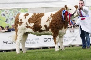 Female and supreme overall Simmental champion was Tawley Gretta shown by Kieran Mullarkey from County Sligo. Picture: MacGregor Photography