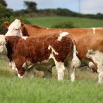 Carbery Simmental Herd Dispersal Sale Tullamore Saturday August 03rd 2024 with Guest Consignment from the Dermody Herd