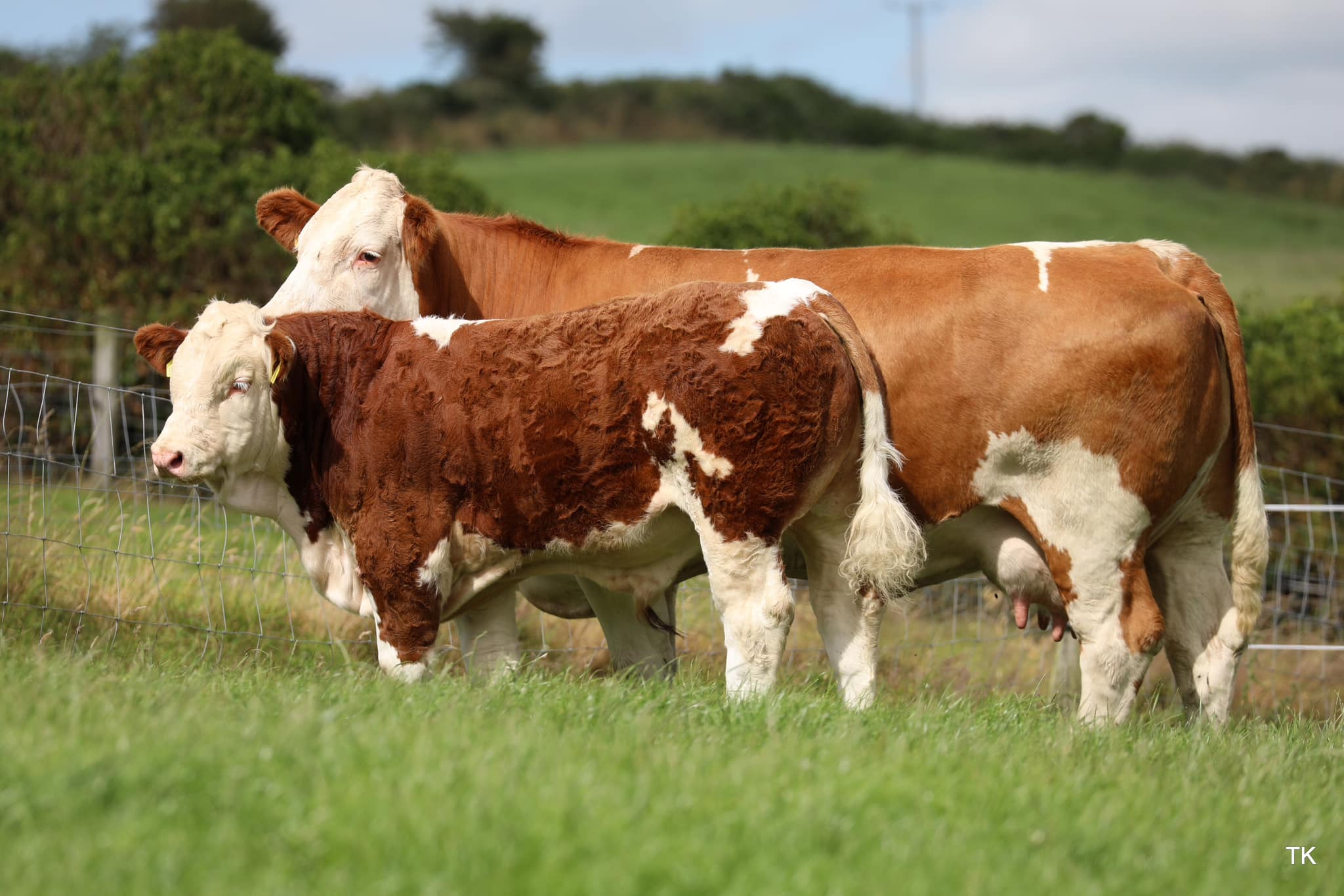 Read more about the article Carbery Simmental Herd Dispersal Sale Tullamore Saturday August 03rd 2024 with Guest Consignment from the Dermody Herd