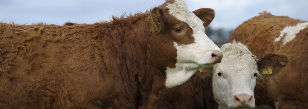 Entry Form for Ballymote X Heifer Sale Saturday 08th October 2022 ...