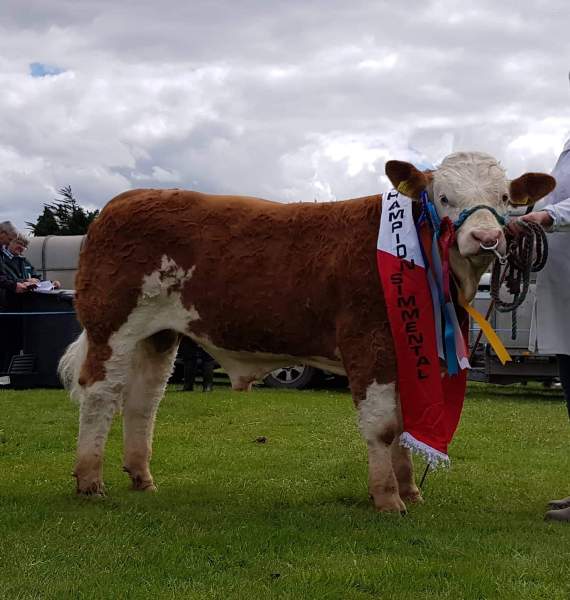 Read more about the article Bandon Show 2019