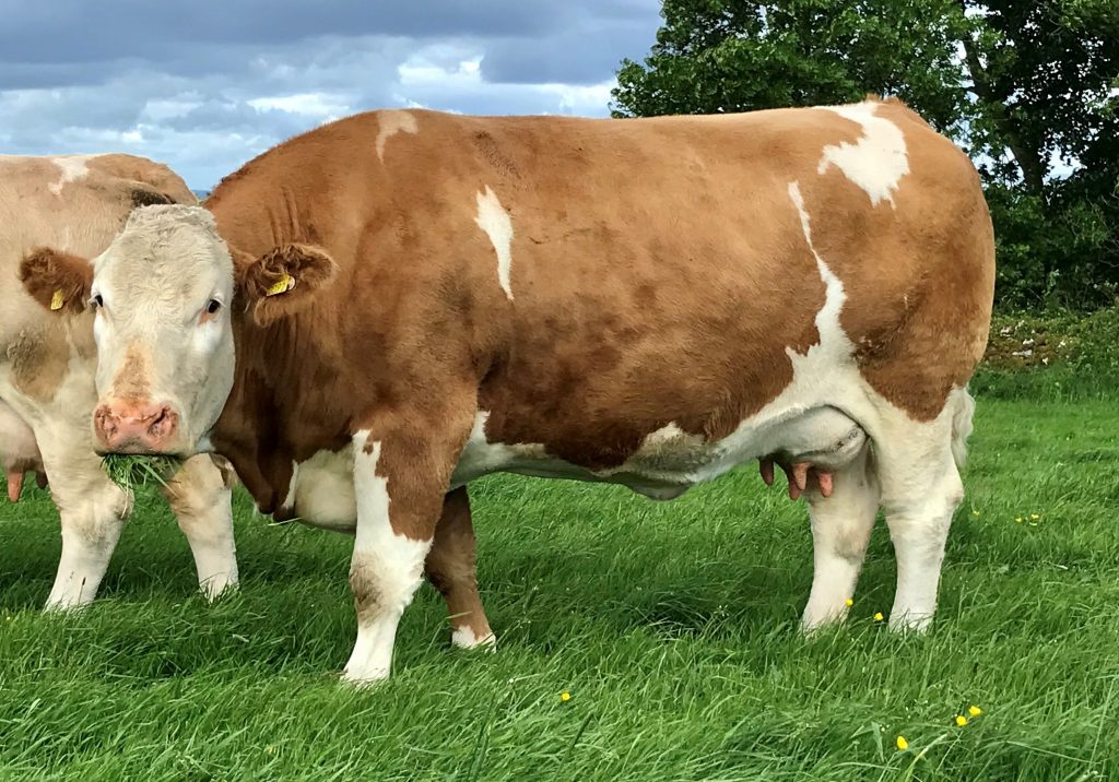 Results Senior Cow Class 1 - Irish Simmental Cattle Society