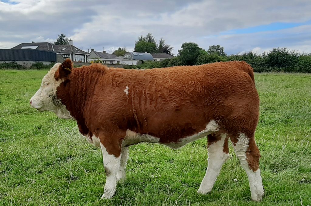Results Class 9 - Yearling Heifer - Irish Simmental Cattle Society