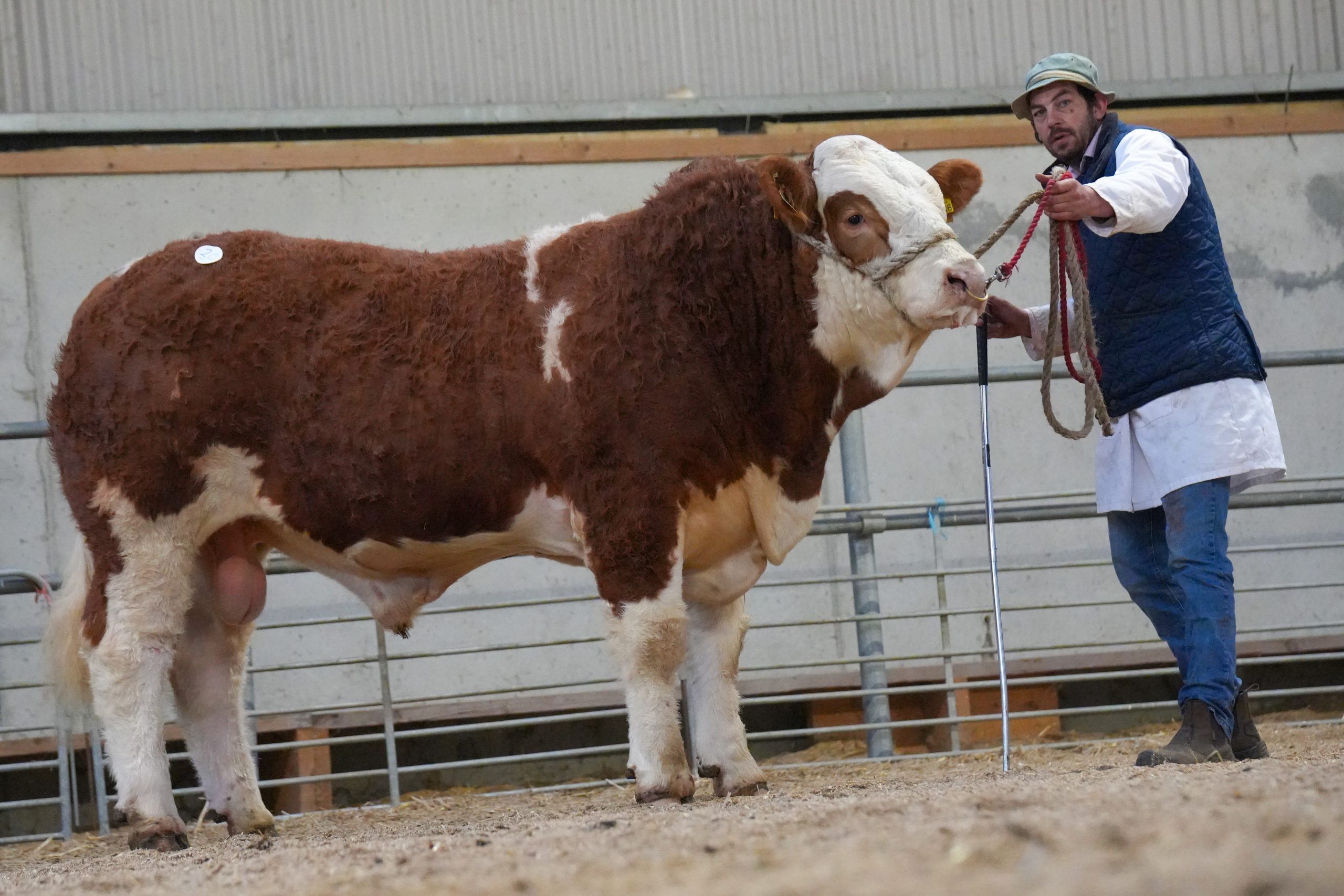 Top Price of €5500 for Clonagh Rocket Explorer at Simmental April Sale last Friday at Tullamore Mart