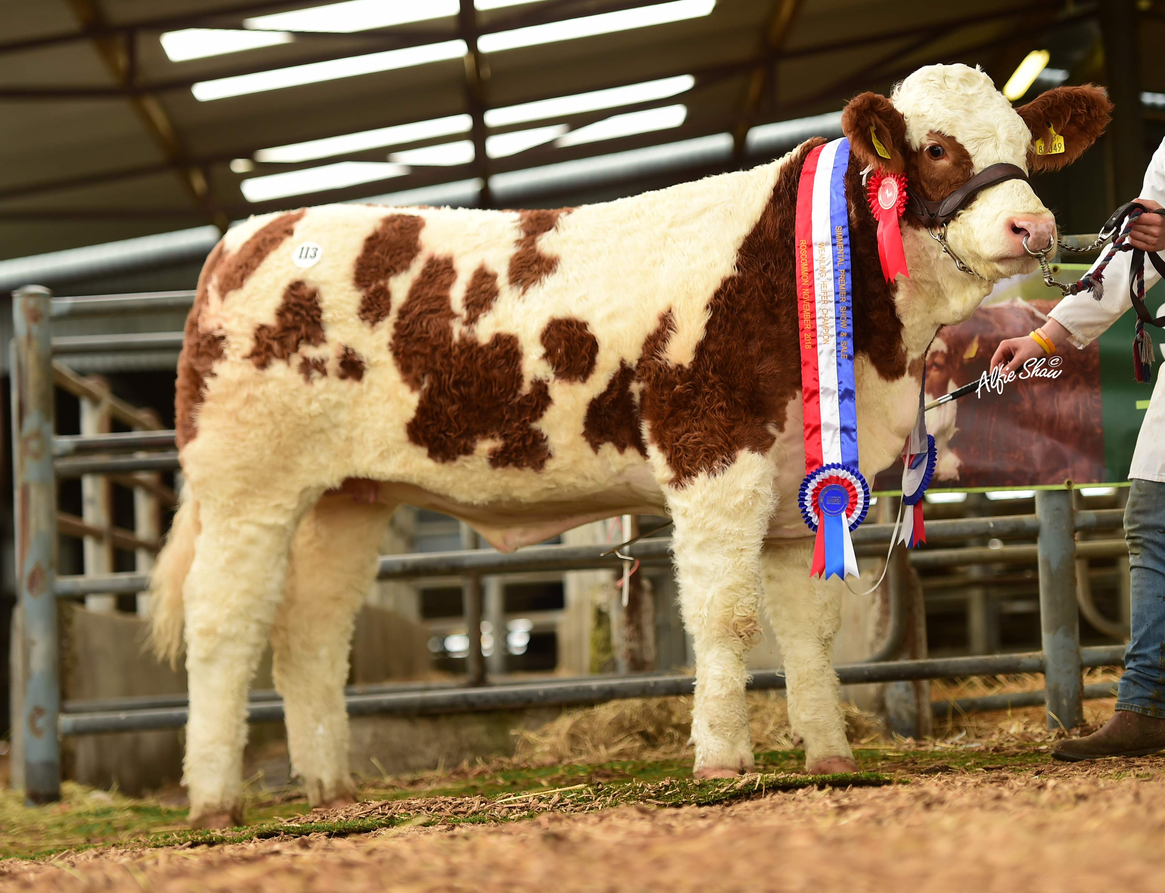 Read more about the article Top Priced Animal at Roscommon Premier Show & Sale 2018