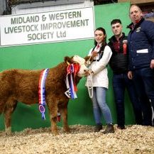 Champion Sim X Calf Champion and Overall Simmental Champin